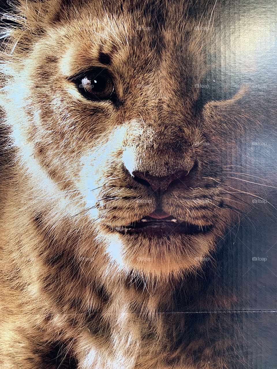 #day128 Everyday WDW Orlando Florida.  I have been lost on Disney Properties consecutively since 4/3/19 You can find my encounter https://www.facebook.com/selsa.susanna or on IG selsa_susanna Epcot 8-8-19 Thursday #simba