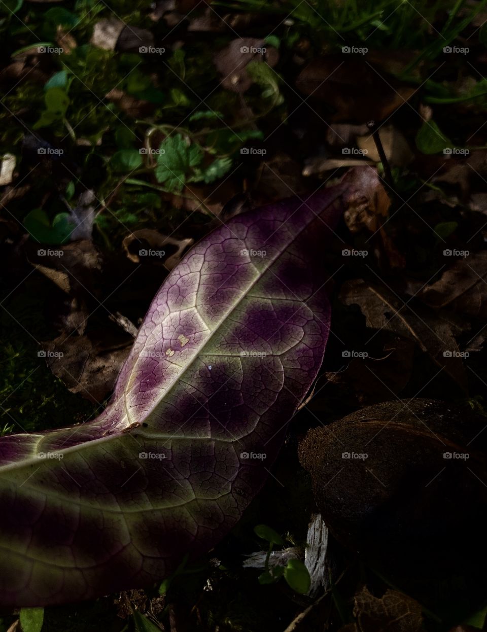 Colorful autumn leaf in twilight 