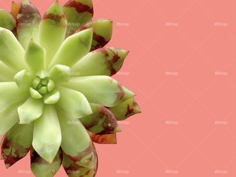 Backgrounds, copy space, plants, beautiful unique succulent against orange background 