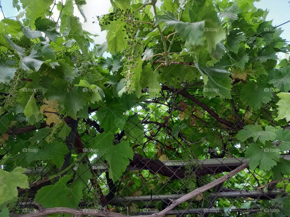 Spanish Grape Plant