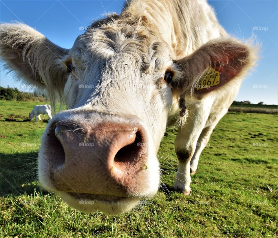 Wide angle funny and curious white cow close up portrait big nose and ears