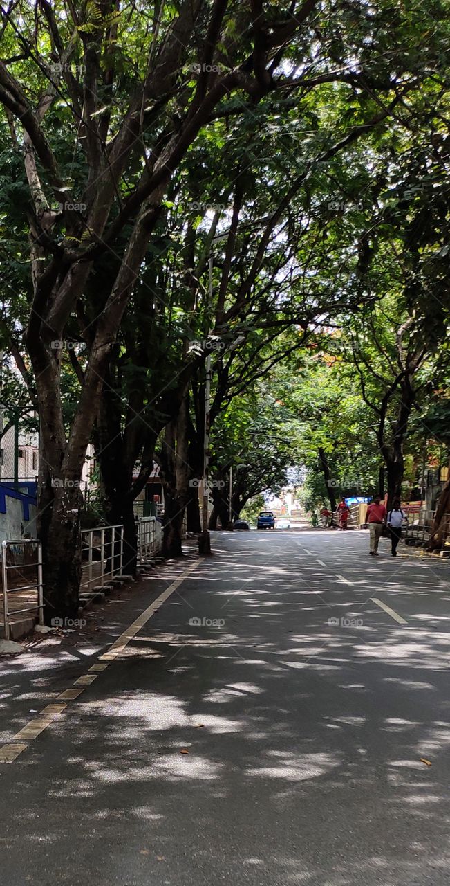 Silent Shady road  with trees on either side