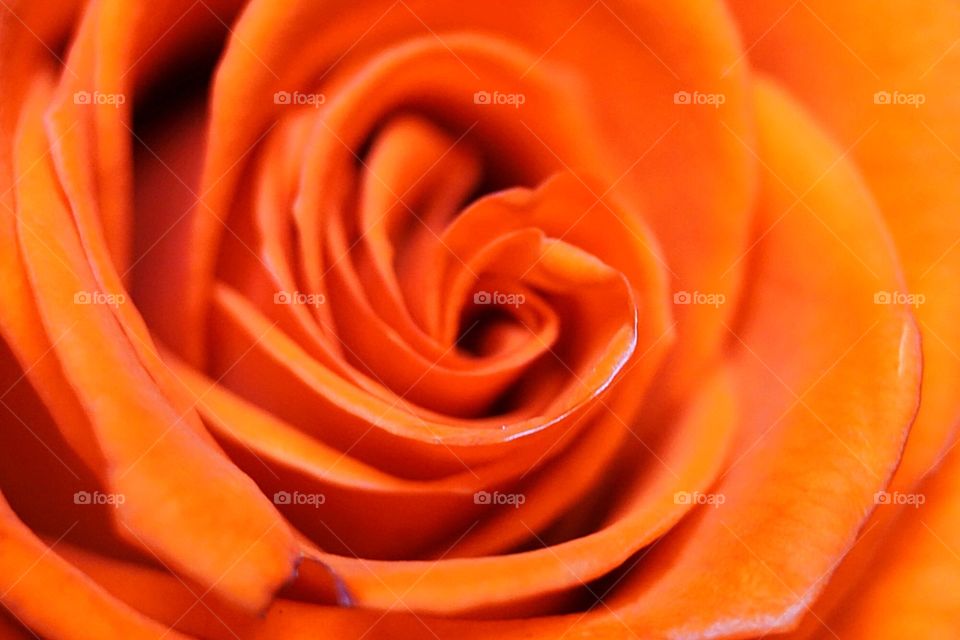 Rose closeup 
