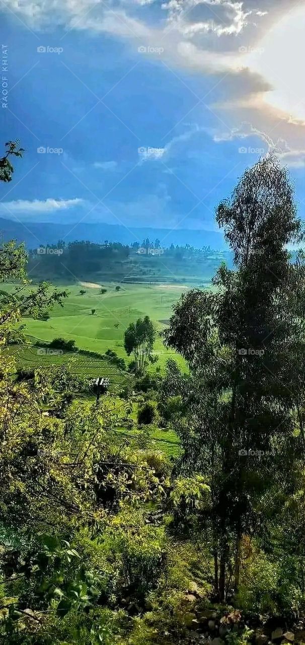 The image embodies a natural natural plate of the mountains of nature, where green agricultural stands are graded on the slopes as if they were lines of a poem, which fog harmoniously wrapped, and clouds hugged them in the mountain knife and the whis