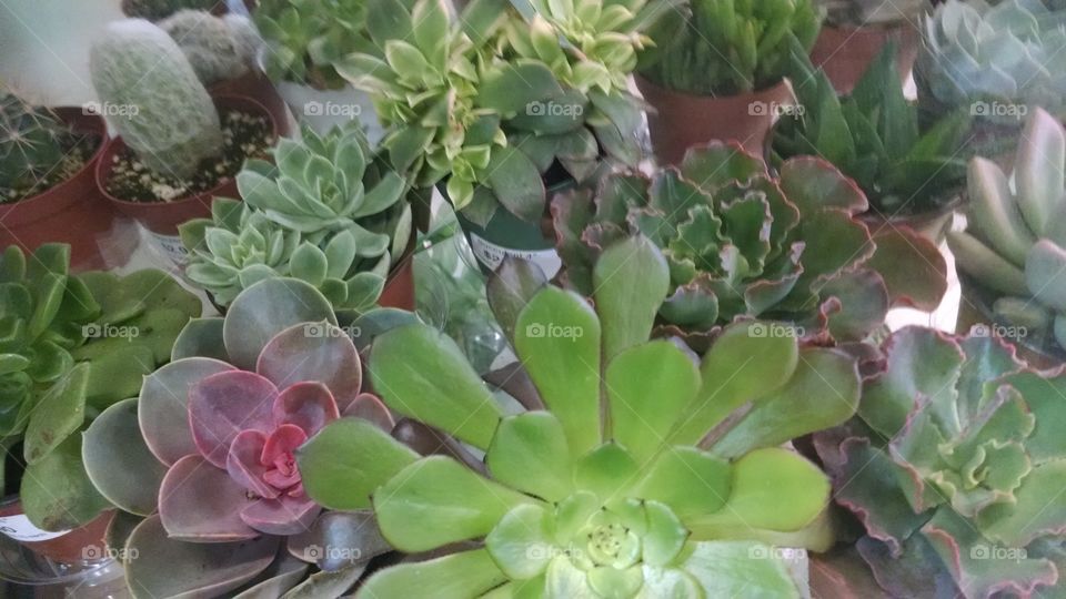 Flora, Cactus, Nature, Leaf, Garden