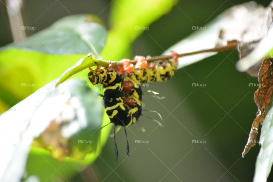 Caterpillar un the leaf