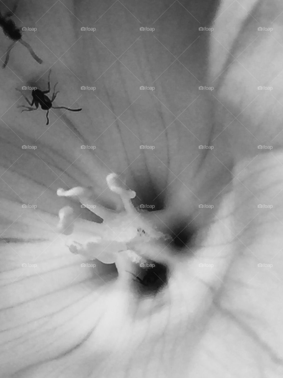 Ants in a flower