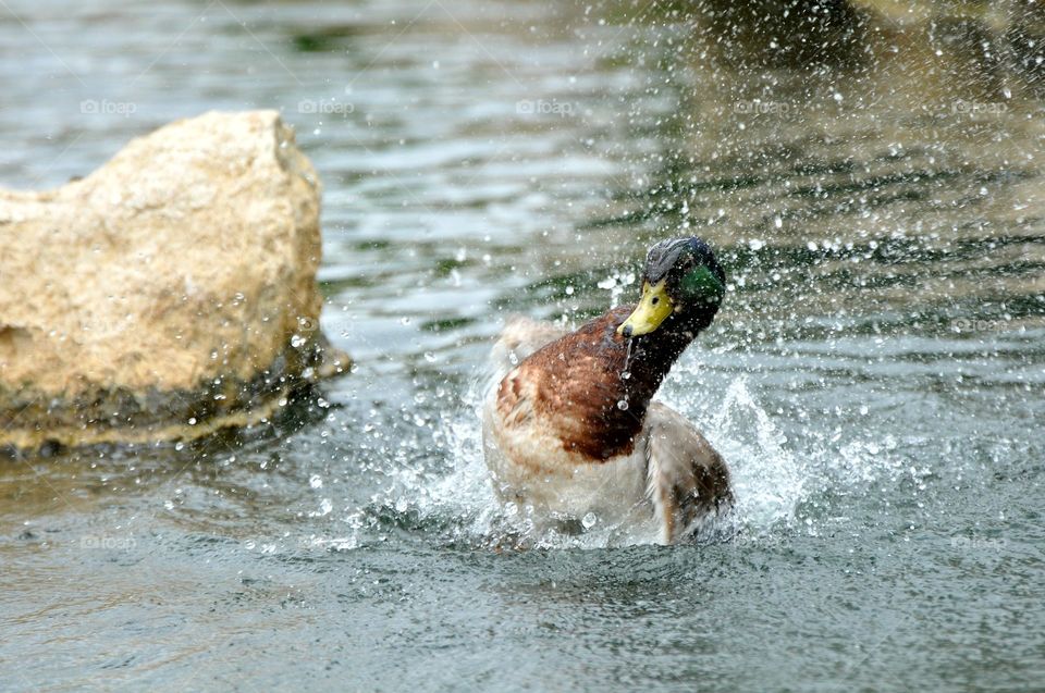 Splashing duck