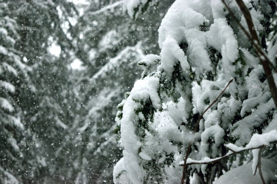 Black forest trees full of snow. Mainly white and green image. Branch in the foreground.