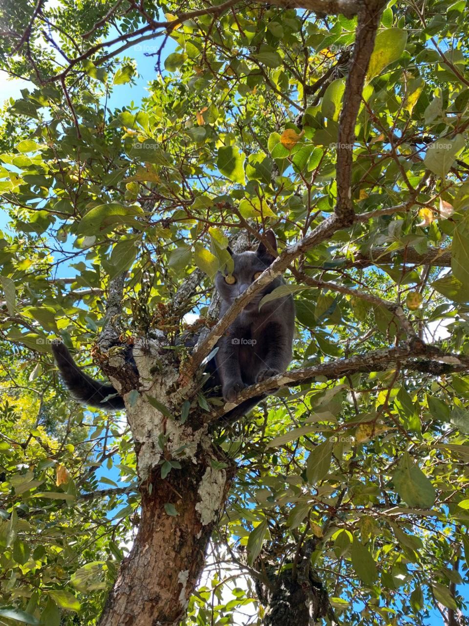 lindo gato na árvore