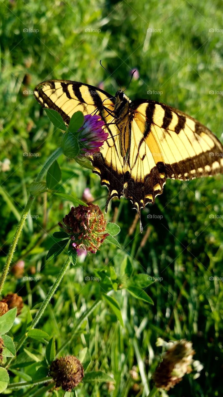 butterfly on clover