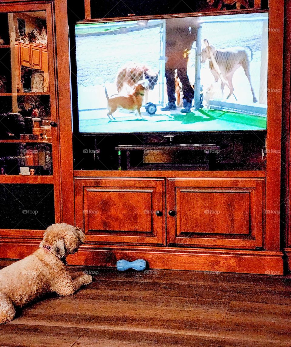 Our puppy's favorite television show is one about dog training. She is hopefully taking notes and getting self taught.