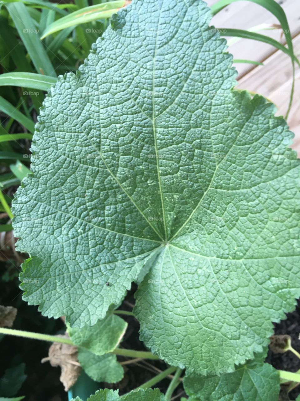One of my potted plants that I started from seeds,wow what a leaf! Yes I’m proud.