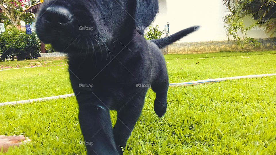 my black when I was a puppy