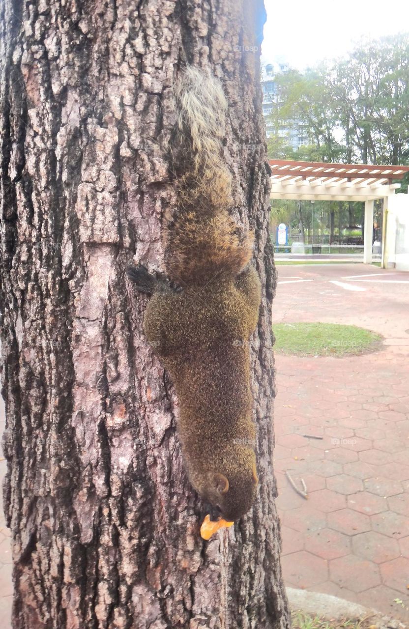 A squirrel carrying food crawls on a tree trunk