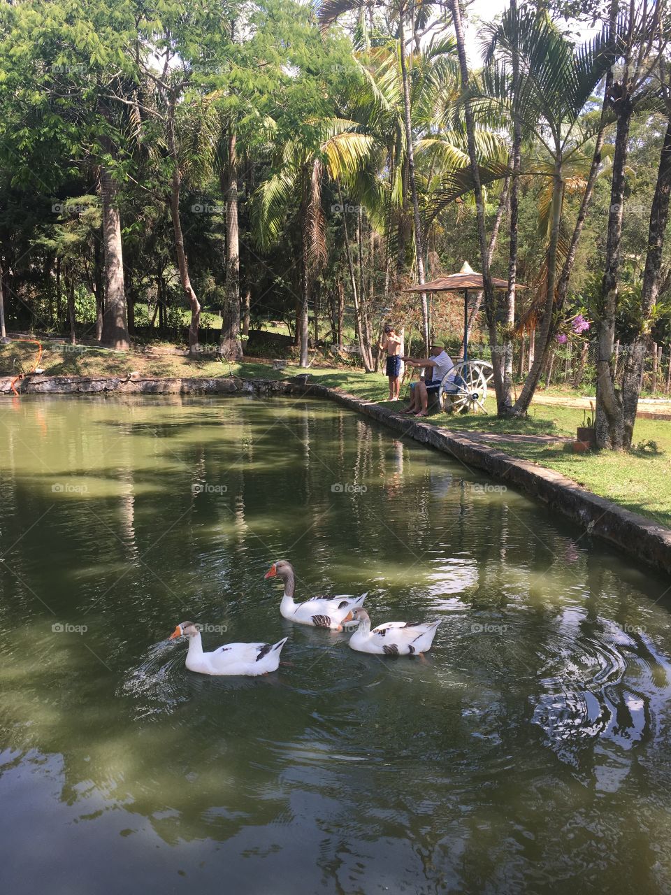 Um lugar aprazível na Serra do Japi, em Jundiaí: Chácara Patury!