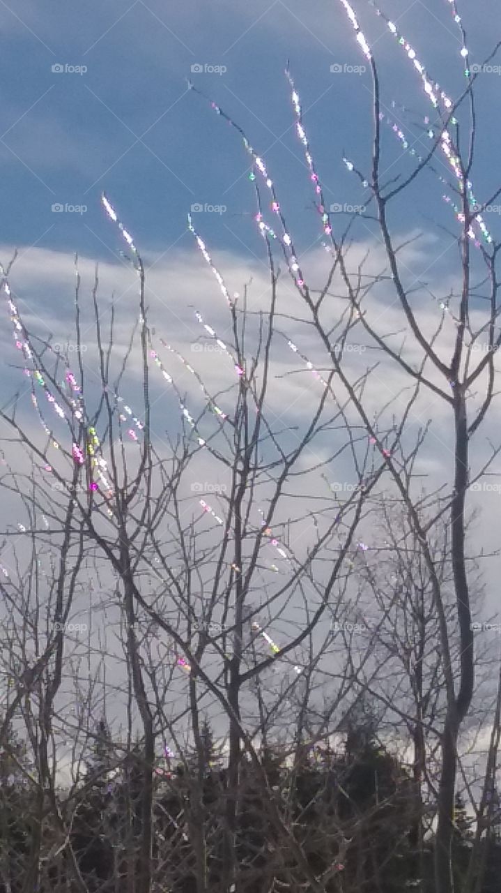 when the sun hits frozen branches just right it creates a beautiful rainbow diamond effect