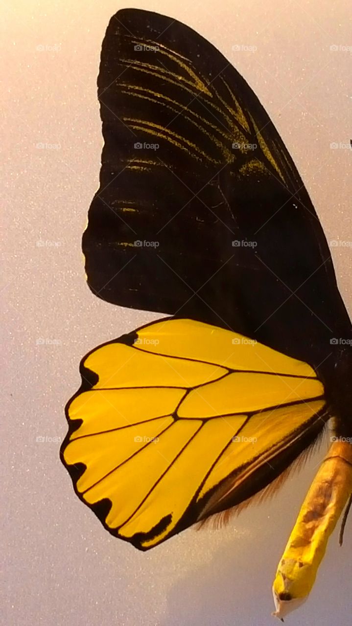 yellow butterfly wing