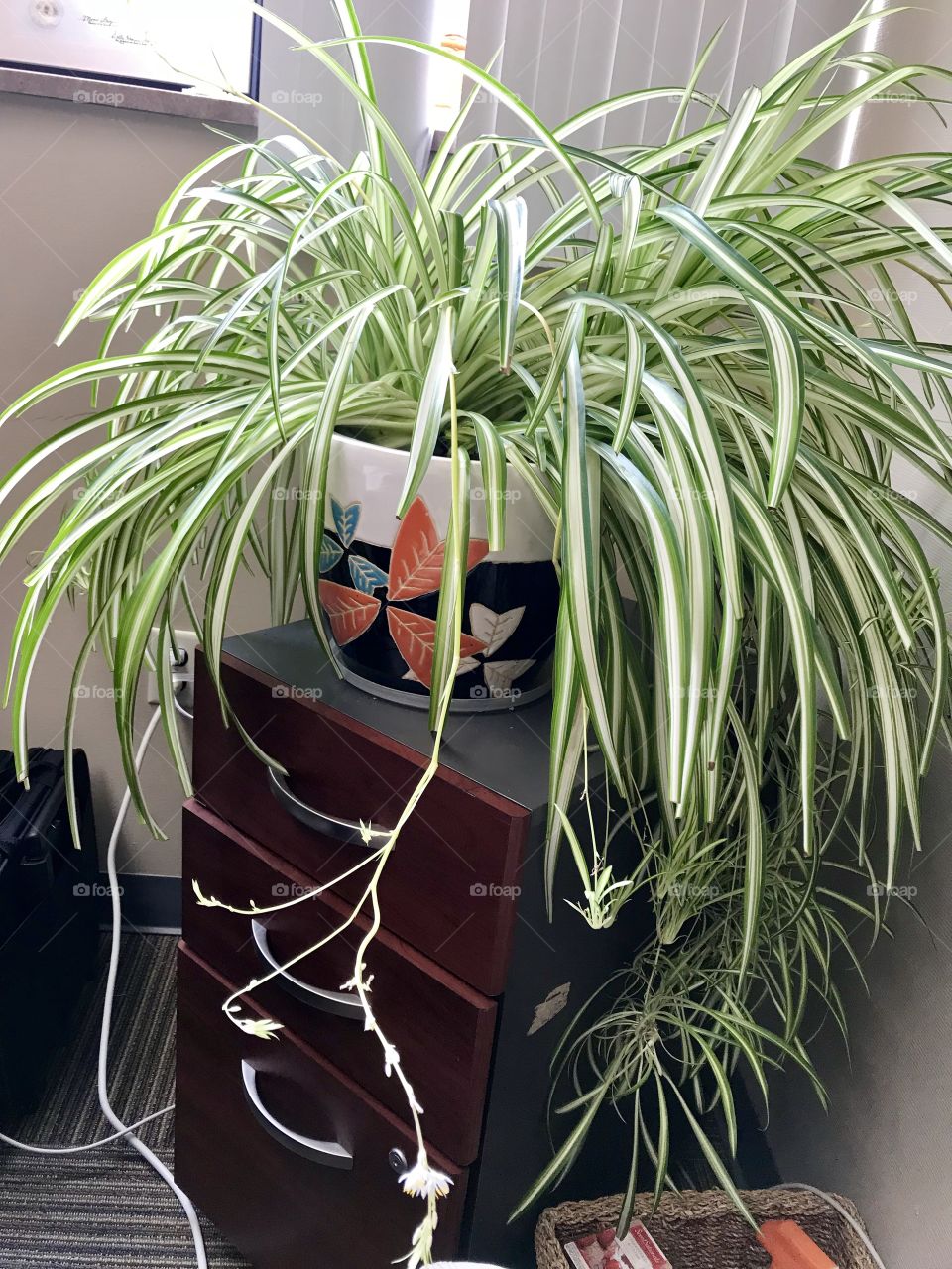 Giant green Office spider plant 