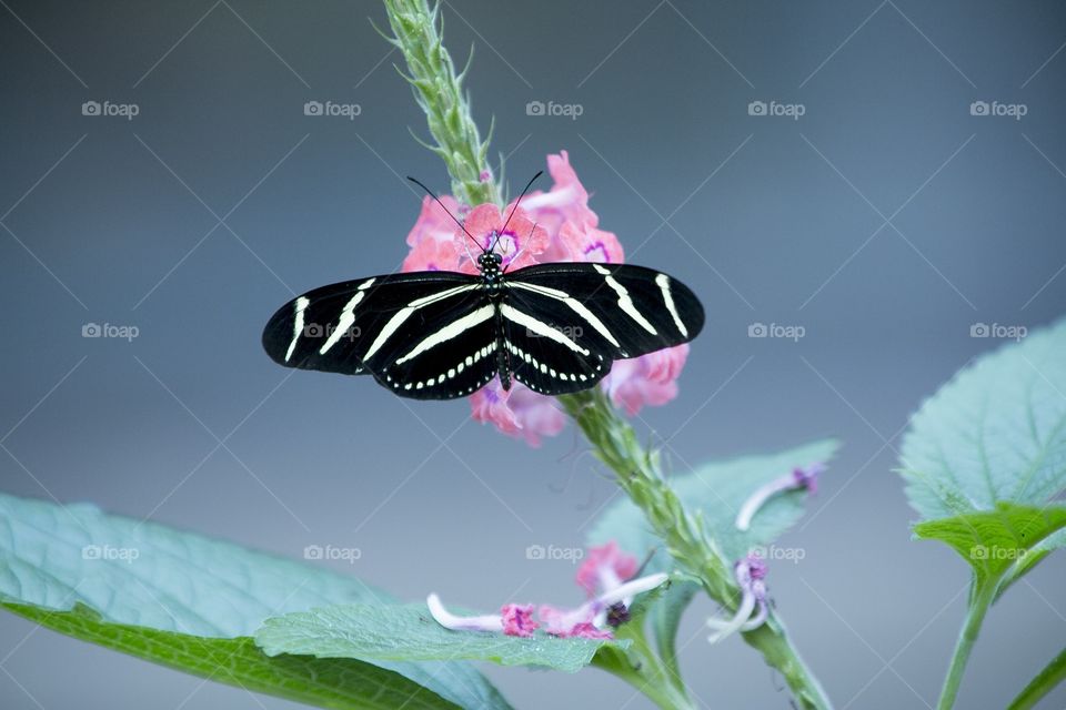 Butterfly and flower