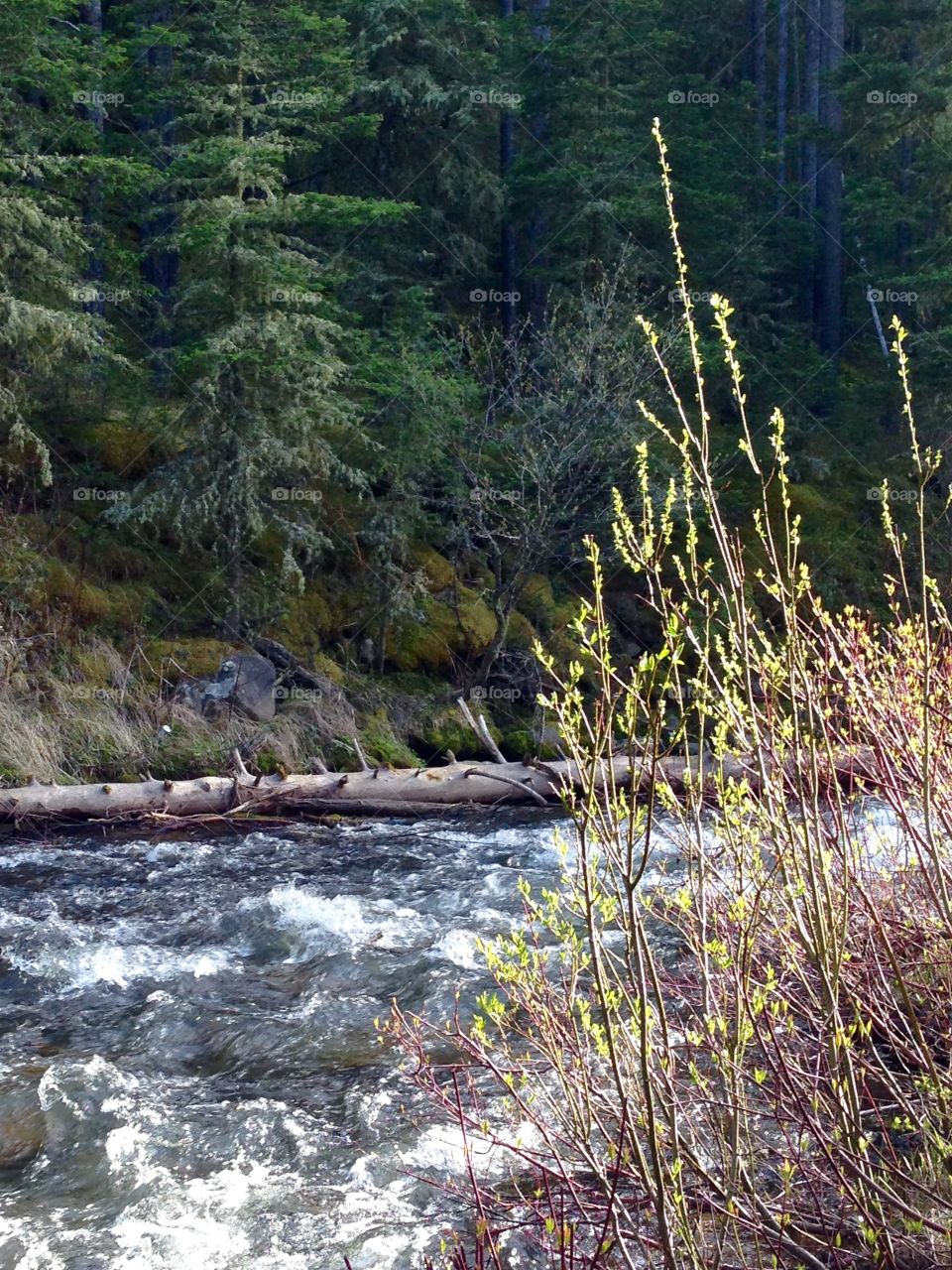View of stream in forest