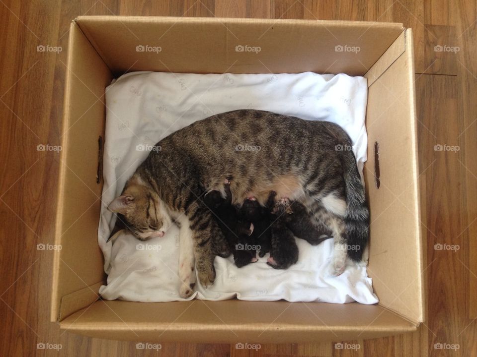 Adorable kittens and their mom.