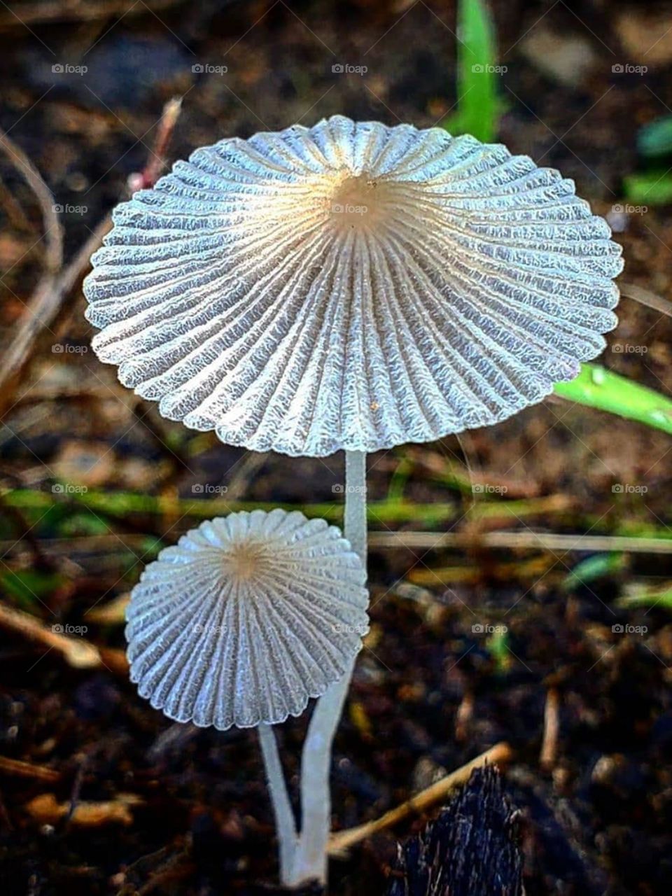 A kind of  white umbrella mushroom that is very beautiful. Mushrooms are a lot  and so  different and usually not edible!