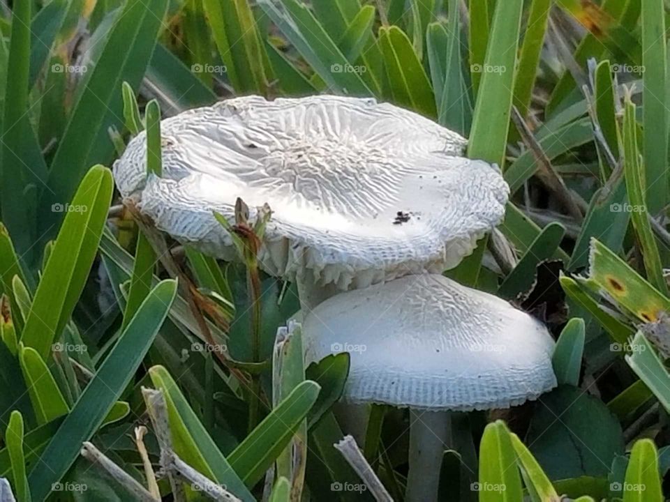 Two mushrooms growing in the grass 