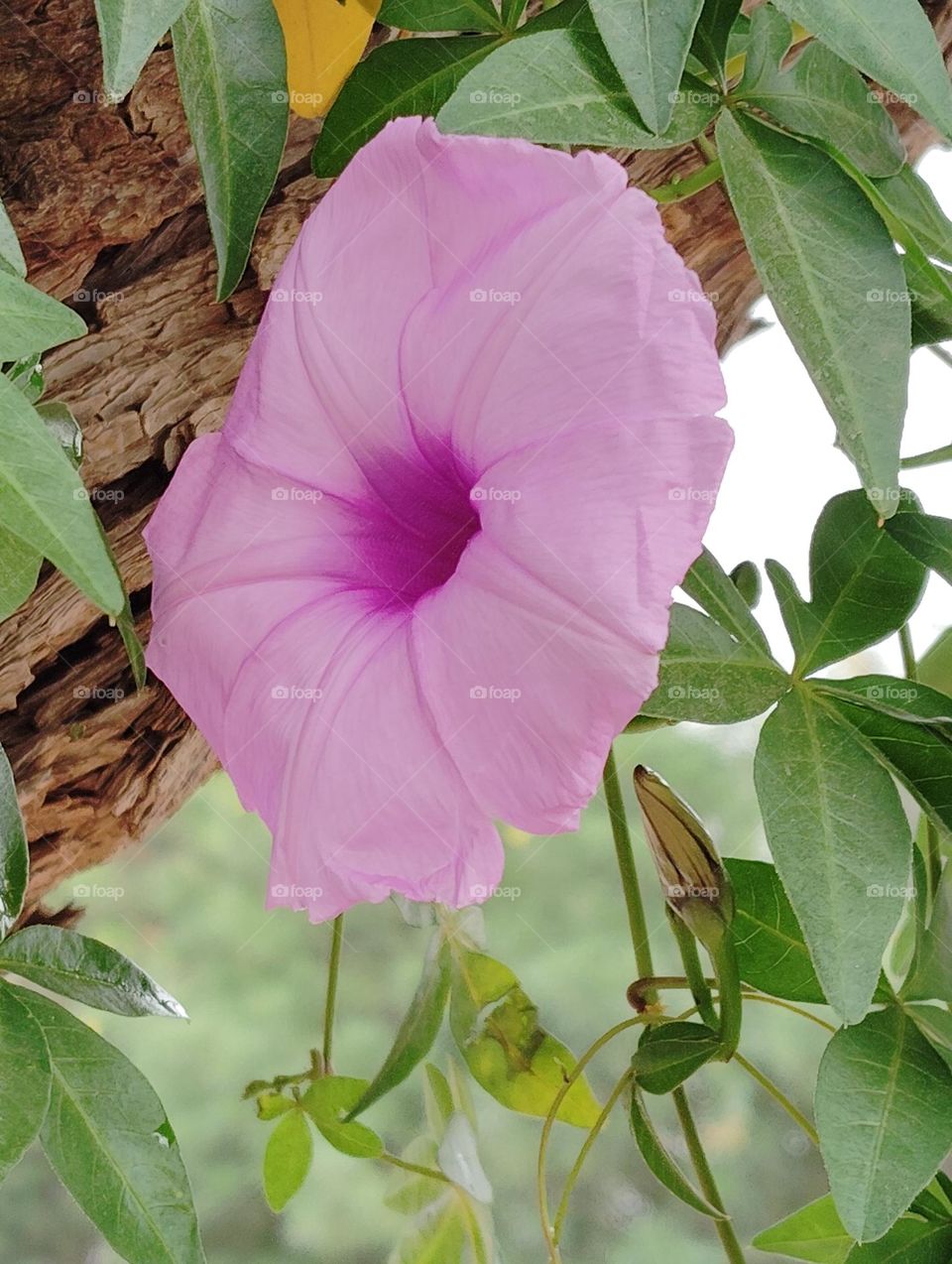 petunia purple colour flower seasonal fresh shurb small size looks very beautiful generally found everywhere