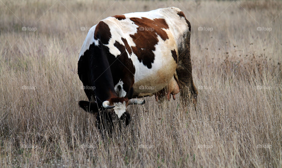 Cow in grass