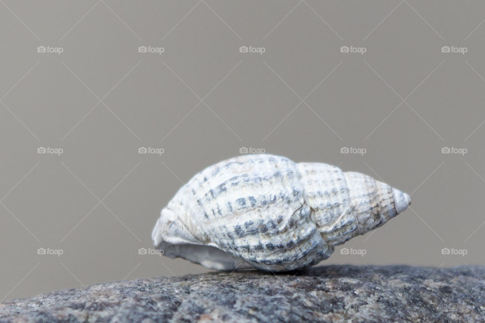 Close-up of conch shell