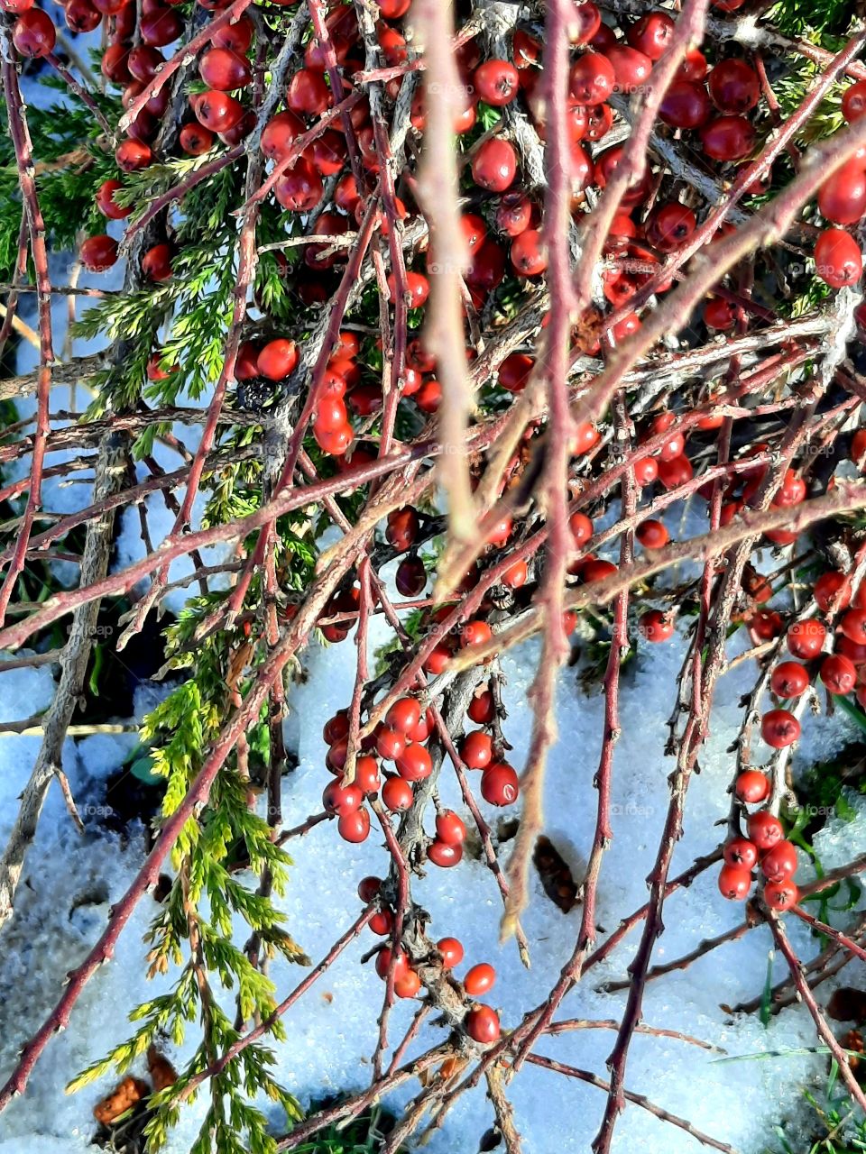 winter garden - sunlit red berries  of cotoneaster