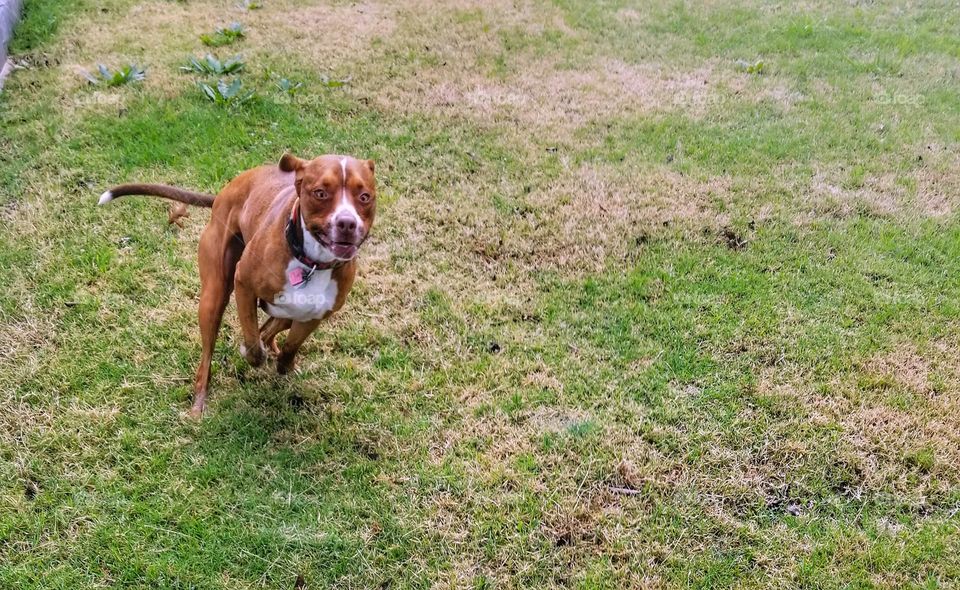 Dog Running in Grass