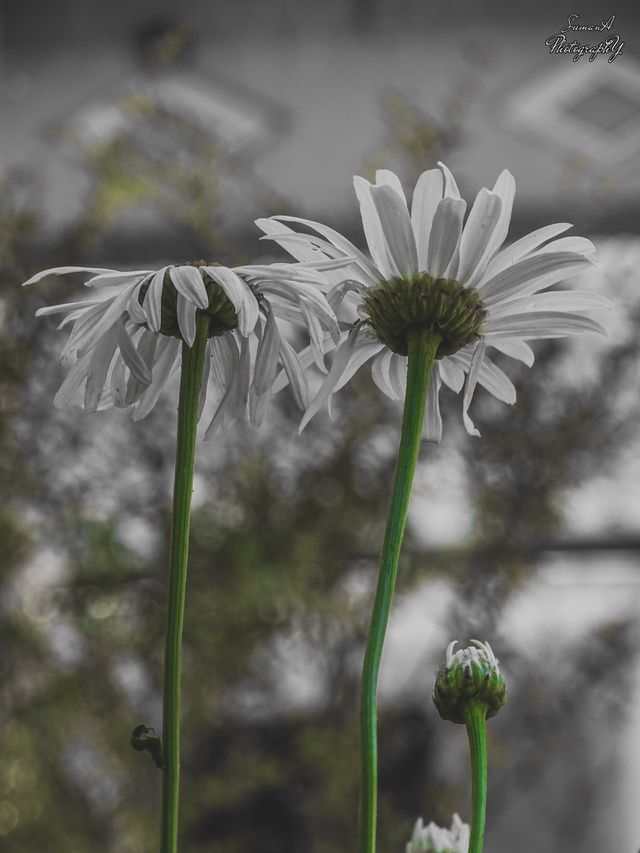 how much do you like this photo
