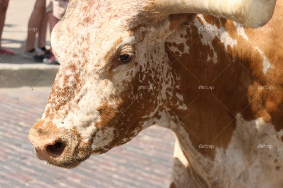 Stock Yards Cattle Drive