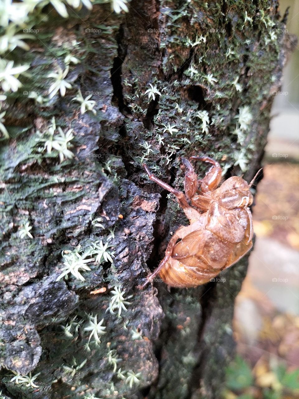 dead beetles drying on tree branches