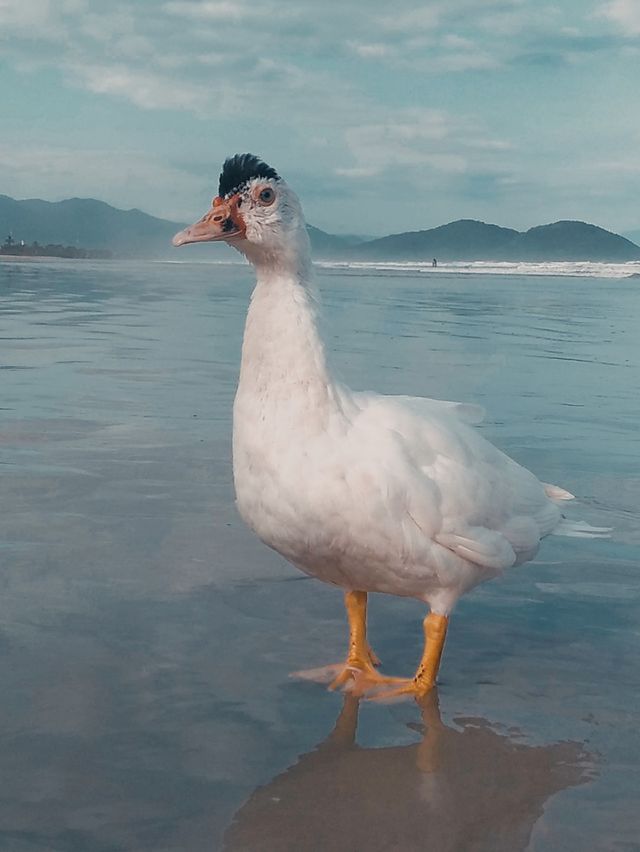 o Pato mais estiloso que você vai ver hoje 🥰