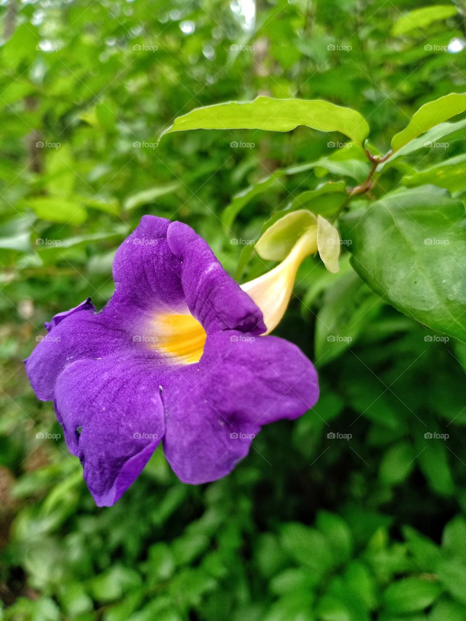 kerala indain voilet flower