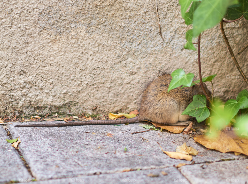 Esos incómodos animalillos de la ciudad