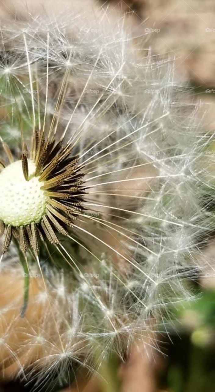 With their golden flowers in the early spring, dandelions represent the return of life, the rebirth of growth and green after a harsh winter, and a display of abundant strength and power.