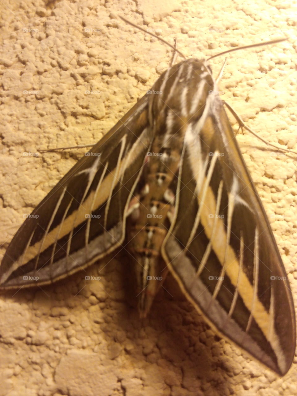 Big Moth!