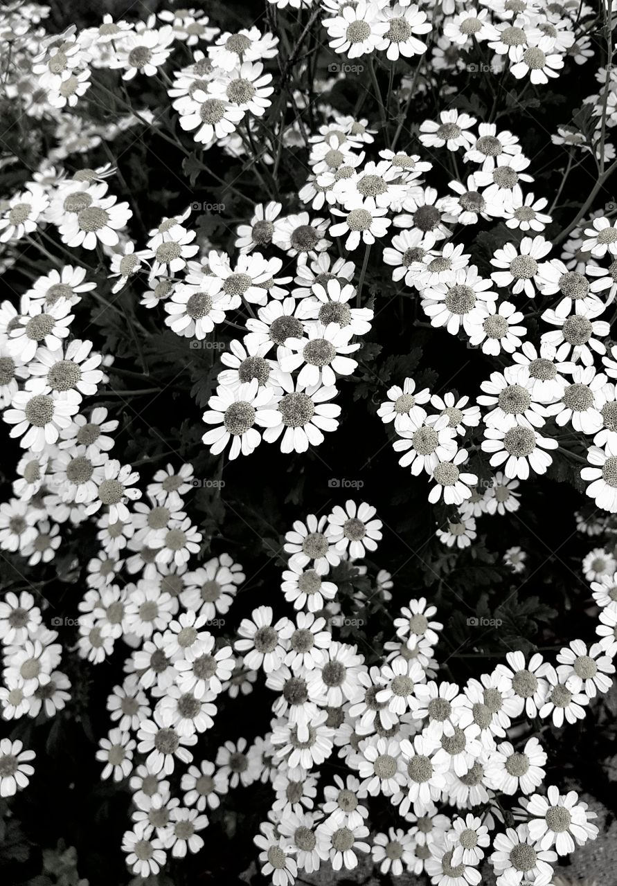 Daisies in black and white. New zealand land of the long white cloud.