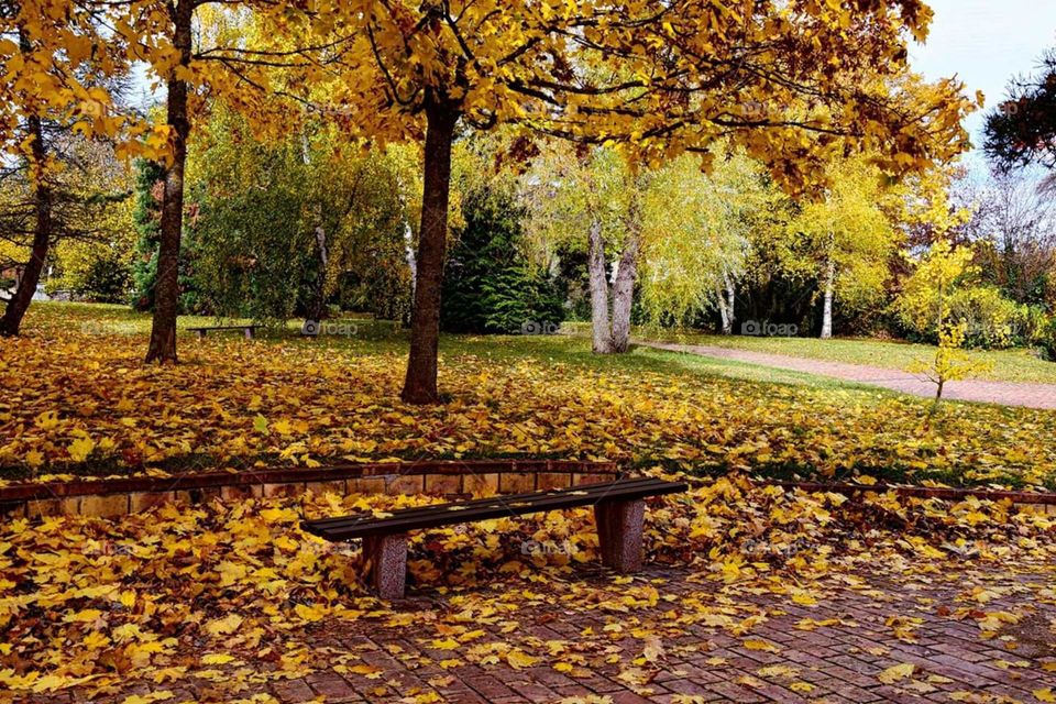 photograph of a bench in autumn in the undergrowth of Chatel-Guyon Park
