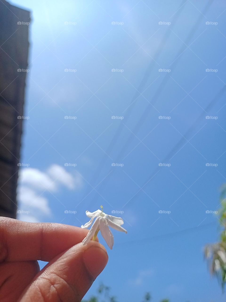 flower with blue sky