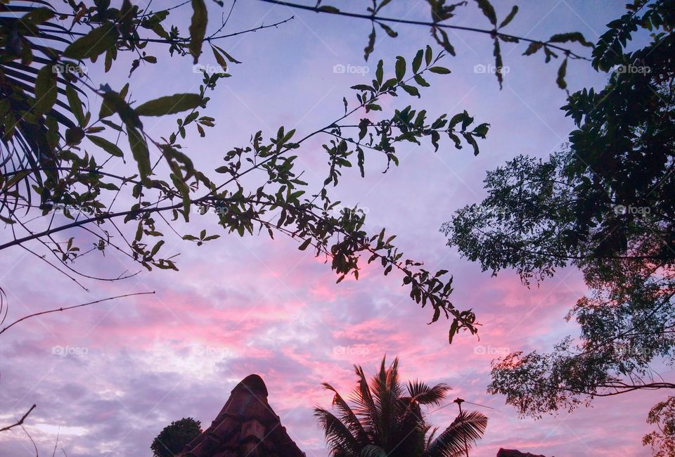This is a image of a evening sky.The sky is blue in colour and the surrounding clouds are pink in colour.This sunsetting evening is seems amazing.The sky can be seen through trees and clouds are in pink colour because of the sun rays of setting sun.