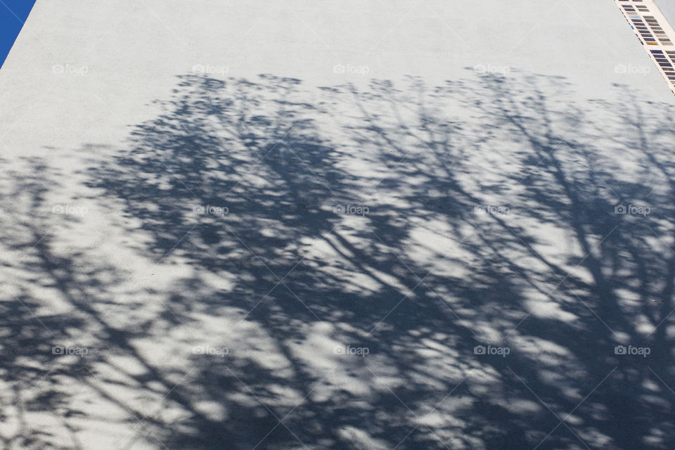 Shadow of tree on wall. Shadow of tree on wall