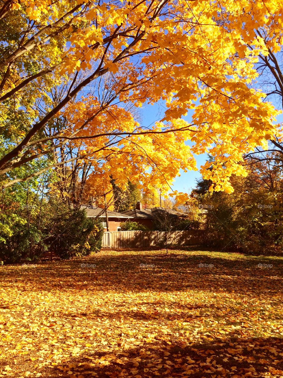 golden autumn 