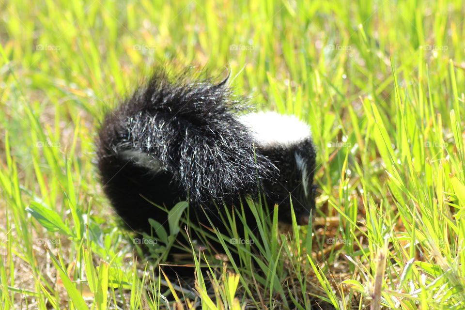 Peek-A-Boo Skunk