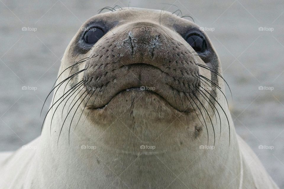 Elephant seal selfie