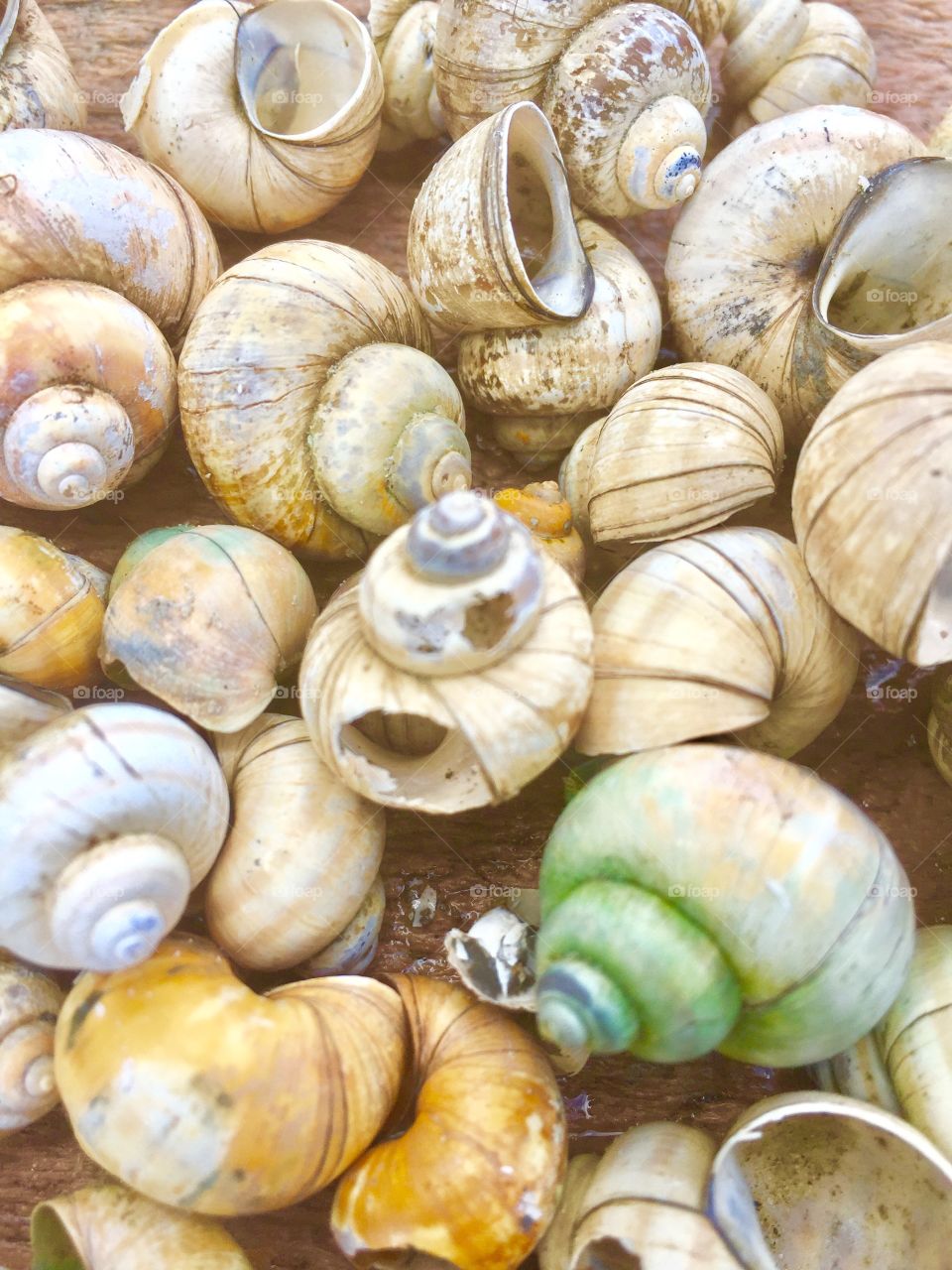 Shells from the Great Lakes